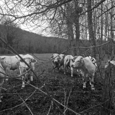 Charolais